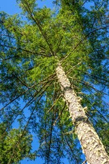 Fototapeta premium May Valley County Park, Issaquah, Washington State, USA. Looking up at Douglas fir trees.