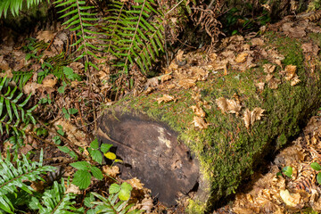 May Valley County Park, Issaquah, Washington State, USA. Moss-covered log, showing tree rings, with western swordfern.