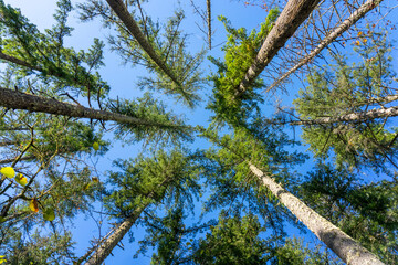 May Valley County Park, Issaquah, Washington State, USA. Looking up at Douglas fir trees.