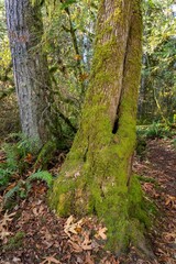 May Valley County Park, Issaquah, Washington State, USA. Moss on split tree trunk, beside western swordfern.
