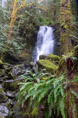 Quinault, Washington State, USA. Merriman Falls in the Quinault Rainforest.
