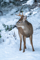 Issaquah, Washington State, USA. Young mule deer buck in snow.