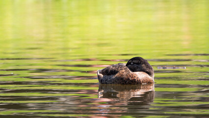 Mallard sleeping on the lake