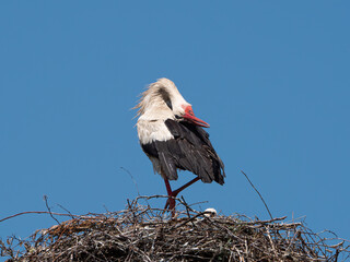 White stork in the nest