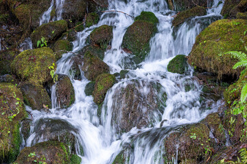 Quinault, Washington State, USA. Bunch Creek Falls in the Quinault Rainforest.