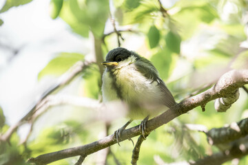 Obraz premium young and fluffy great titmouse sitting on a branch in a tree