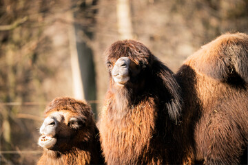 Two Bactrian camel (Camelus bactrianus) couple