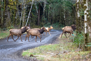 Quinault, Washington State, USA. Herd of Roosevelt Elk crossing a dirt road cautiously