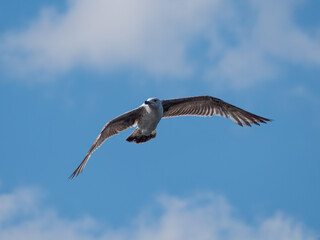 Seagull in the sky