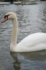 Obraz premium Elegant swan gliding gracefully on serene waters at dusk in a quaint harbor