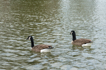 Graceful geese glide across the serene waters of a tranquil lake