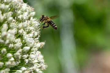 Issaquah, Washington State, USA. Onion seedhead (gone to seed), being pollinated by a honeybee.