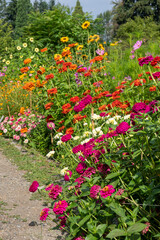 Bellevue, Washington State, USA. Row of Elegant Zinnias of various colors and other flowers.
