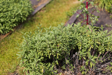 Green sage plant at kitchen garden