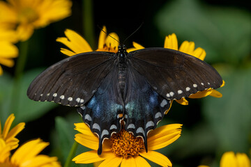 Seattle, Washington State, USA. Spicebush Swallowtail butterfly on Black-eyed Susan flowers