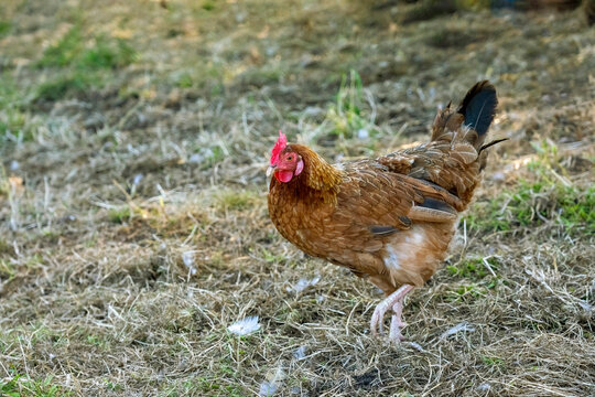Chimacum, Washington State, USA. Free range Americana hen walking