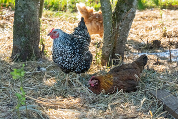 Chimacum, Washington State, USA. Free range Black Laced Silver Wyandotte and Rhode Island Red hens.