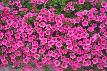 Obraz premium pink flowers background