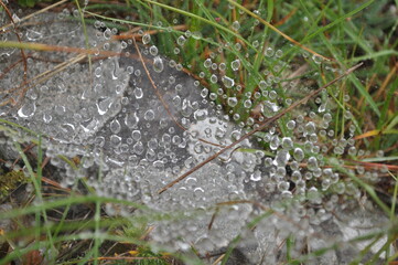 spider web on the grass with water droplets caught on it