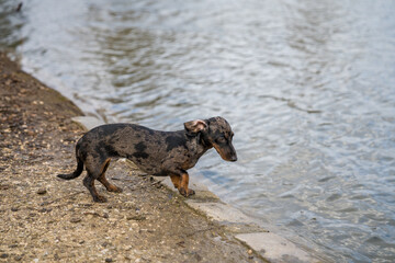 Playful dachshund explores the shoreline at a tranquil riverbank in spring