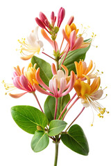 Vibrant Honeysuckle Flowers with Green Leaves on PSD Transparent Background 2