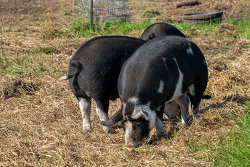 Chimacum, Washington State, USA. Idaho Pasture Pigs eating grain on the ground © Danita Delimont