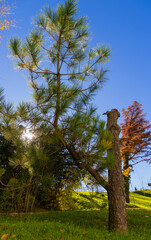 dead pine with a lustrous and showy offspring