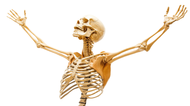 Human skeleton raising arms with transparent background