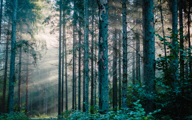 Poranne promienie słońca przebijające się przez mglę w lesie © Pavlo