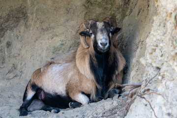 Chimacum, Washington State, USA. American blackbelly sheep ram resting in a shallow cave