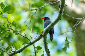 Black-fronted nunbird, Fairly large, dark bird in lowland forest and forest edge. Bold red bill is striking.