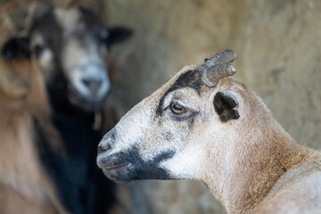 Fototapeta premium Chimacum, Washington State, USA. American blackbelly sheep ram portrait