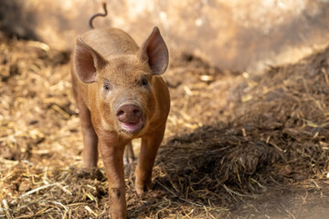 Fototapeta premium Chimacum, Washington State, USA. Tamworth pig piglet, 1 week old