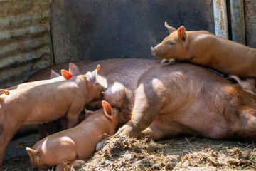 Chimacum, Washington State, USA. Tamworth pig sow and piglets nursing © Danita Delimont