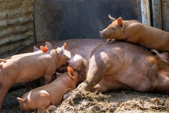 Chimacum, Washington State, USA. Tamworth pig sow and piglets nursing