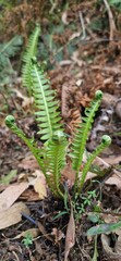 fern in the forest