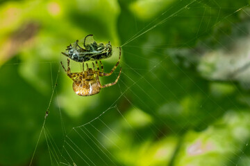 Issaquah, Washington State, USA. Cross orb-weaver spider on its prey of a blackjacket wasp caught in its web.