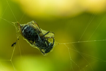 Issaquah, Washington State, USA. Blackjacket wasp caught in a spider web