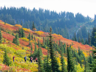 USA, Washington State, Mount Rainier National Park. Fall color scene at Paradise area
