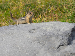 USA, Washington State, Mount Rainier National Park. Golden Mantled Ground Squirrel (Spermophilus lateralis), sitting on rock