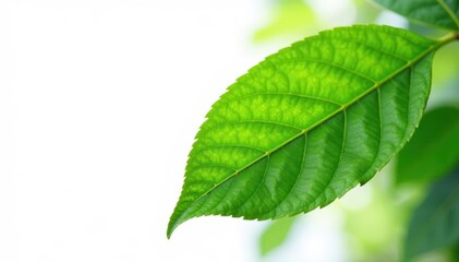 Crisp, bright green cocoa leaf, isolated on pure white backdrop , simple, theobroma cacao