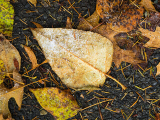 USA, Washington State. Autumn frost on Black Cottonwood leaf, with fallen fir needles