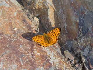 USA, Washington State. Central Cascades, Mormon Fritillary butterfly (Speyeria mormonia), resting on rock