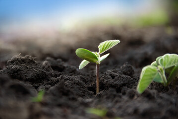 A tender, solitary sprout of an agricultural soybean plant in open ground. Spring sowing of plants.