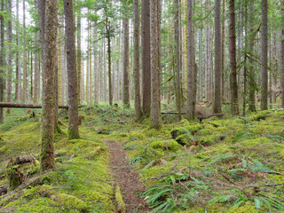 USA, Washington State. Central Cascades, Trail through Douglas Fir and Hemlock forest with verdant moss covered understory