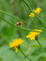 USA, Washington State. Fuzzy-horned bumble bee (Bombus mixtus) on cat's-ear flower