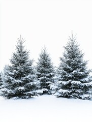 Fototapeta premium Three Pine Trees Bound by Winter