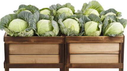 Fresh green cabbages stored in wooden crates on transparent background