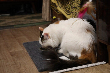 A white fluffy purebred cat enjoys eating food from a bowl. The Turkish Van breed.