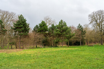 Lush green meadow framed by serene trees under a cloudy sky